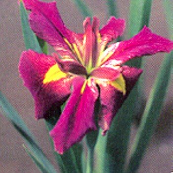 Water Iris