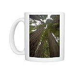 Coastal Redwood forest - view of trunks to canopy Photo Mugs