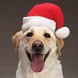 Dog Santa Hat - Pet Christmas Hat - Large