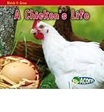 A chicken's life
