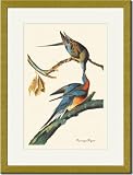 Gold Framed/Matted Print 17x23, Passenger Pigeon