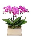 【花のギフト】椎名洋ラン園の胡蝶蘭 (ピンク) 3本立ち