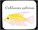 Mouse Pad with fish, aquarium
