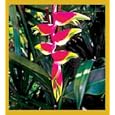 Lobster Claw - HELICONIA ROSTRATA Bookmark