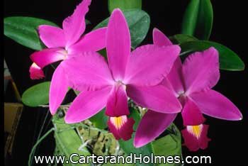 Lc Secret Love 'Newberry' x C violacea 'Muse' FCC AOS