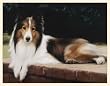 Fiddler's Elbow Sheltie on the Porch Blank Box Note Card