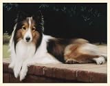 Fiddler's Elbow Sheltie on the Porch Blank Box Note Card