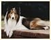 Fiddler's Elbow Sheltie on the Porch Blank Box Note Card