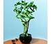 2CHIXGIFTS LUCKY BAMBOO-3