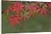Canvas Prints of Maple Leaves, Katsura, from Danita Delimont