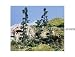Woodland Scenics 2 3/4 Softwood Pine Tree Kit (5 per pack)