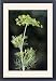 Framed Prints of ME-1742 Fennel seed from Ardea Wildlife Pets