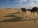 Caravan of Camels Carry Travelers Packs Through the Sahara Desert National Geographic Collection Photographic Poster Print by Peter Carsten, 16x12