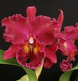 Lc Palolo Bronze 'Newberry' x Blc Chia Lin 'Super Gold' FCC/AOS
