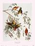 American Crossbill, Finches Art Poster Print, 23x30