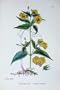 Botany Plants C1902 Ciliated Loosestrife Flowers Colour