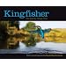 Kingfisher: Tales from the Halcyon River