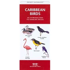 Caribbean Birds: An Introduction to Familiar Species (Pocket Naturalist)