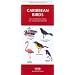 Caribbean Birds: An Introduction to Familiar Species