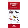 Caribbean Birds: An Introduction to Familiar Species