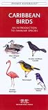Caribbean Birds: An Introduction to Familiar Species