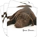 CHOCOLATE LABRADOR-VALENTINE GIFT Set of 4 Leather Coasters