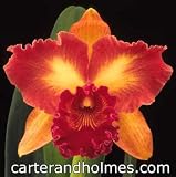 Blc Nancy Gilmore