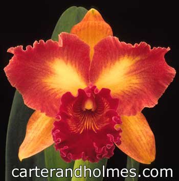 Lc Mary Ellen Carter 'Dixie Hummingbird' HCC AOSx Pot Frank Gilmore 'Mendenhall'
