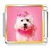 poodle23 - Pink Poodle Animal Photo Italian Charms Bracelet Link