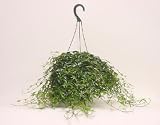 8 Ivy Hanging Basket