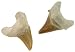 Genuine Sharks Tooth Fossil