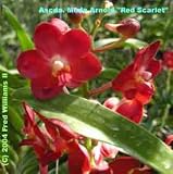 Ascda Meda Arnold Red Scarlet