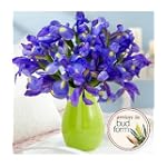 Iris 