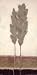 Evergreen II Beautiful MUSEUM WRAP CANVAS Print with Added BRUSHSTROKES Adelene Fletcher 12x24