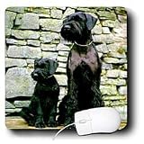 Dogs Giant Schnauzer - Giant Schnauzer - Mouse Pads