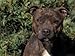 Staffordshire Bull Terrier Portrait Animals Photographic Poster Print by Adriano Bacchella, 16x12