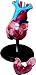 Human Body Models -Human Heart