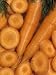 Chantenay Carrots, Chantilly Hybrid (Daucus Carota), Sliced and Unsliced Photographic Poster Print by Wally Eberhart, 18x24