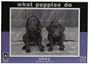 What Puppies Do - Obey Jigsaw Puzzle