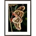 Mating Cecropia Moths Collections Framed Photographic Poster Print by George Grall, 21x29