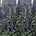 Salvia Victoria