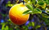 Hardy Japanese Orange Plant-Poncirus-Outdoors or Bonsai