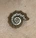 D'Artefax Nautilus Shell Knob, 1 3/4'' Dia Artist Dian Weeks handcrafts these unique ...
