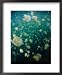 Jellyfish (Scyphozoa), Palau Framed Art Poster Print by Michael Aw, 18x22