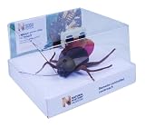 Natural History Museum Infra Red Cockroach