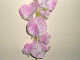 from JustArtificial Artificial Silk Sweet Peas Single Stem - 40cm, Pink