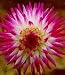 Dahlia Haley Jane No. 1 100 pack