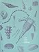 An Introduction to Invertebrate Fossils of New York