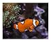 Ocellaris Clownfish and Frogspawn Coral