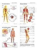 MCDONALD PUBLISHING POSTER SET SYSTE OF HUMAN BODY AGR. 4-9